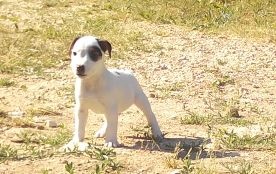 Chipounette Du Bois Saint Gely - Jack Russell Terrier - Portée née le 02/04/2015
