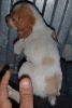 CHIOT