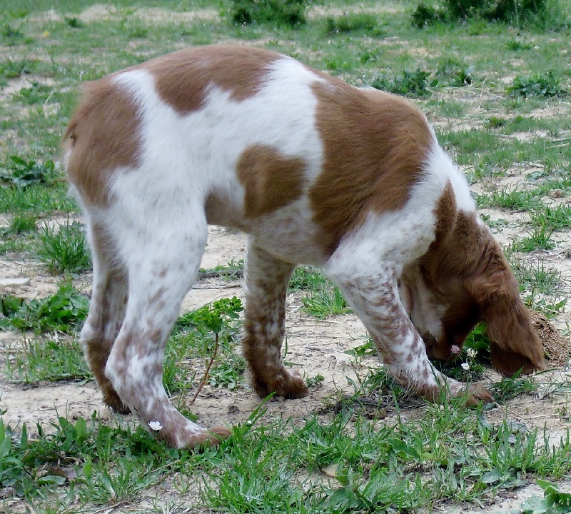 HOAK CHIPOUNETTE DU BOIS ST GELY